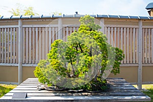 Japanese white pine  bonsai tree in Omiya bonsai villege