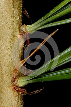 Japanese White Pine (Pinus parviflora 'Glauca'). Leaf Fascicle Sheath Closeup