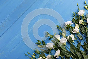 Japanese white roses lie in a row diagonally on a blue wooden background