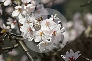 Japanese White Sakura.