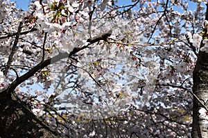 Japanese white  sakura