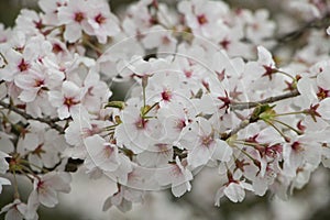 Japanese White Sakura, Zeze Park