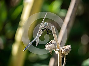 Orthetrum albistylum skimmer dragonfly on a reed 3 photo