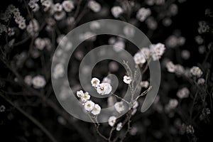 Japanese white ume plum blossoms at dawn