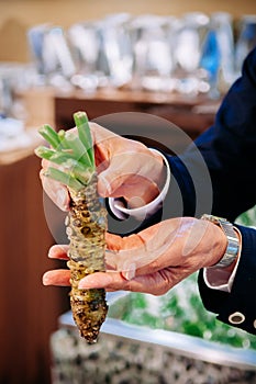 Japanese whole fresh Wasabi root in a man hand - Close up shot