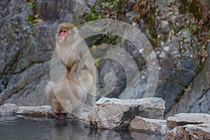 Japanese wild monkey couple making love at natural YAENKOEN park onsen or hot spring, NAGONO JAPAN photo