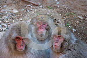 Japanese wild monkey drinking natural onsen or hot spring at YAENKOEN park, NAGONO JAPAN. photo