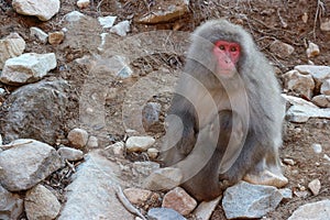 Japanese wild monkey drinking natural onsen or hot spring at YAENKOEN park, NAGONO JAPAN. photo