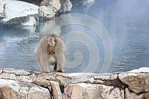 Japanese wild monkey drinking natural onsen or hot spring at YAENKOEN park, NAGONO JAPAN photo