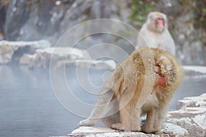 Japanese wild monkey drinking a natural onsen or hot spring at YAENKOEN park, NAGONO JAPAN photo
