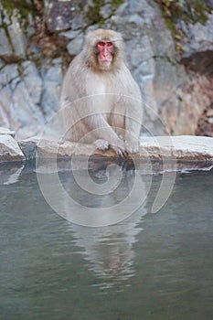 Japanese wild monkey with natural onsen or hot spring at YAENKOEN park, NAGONO JAPAN photo