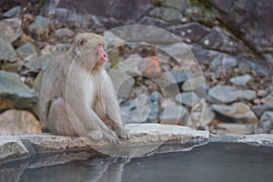 Japanese wild monkey with natural onsen or hot spring at YAENKOEN park, NAGONO JAPAN. photo