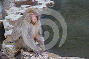 Japanese wild monkey with natural onsen or hot spring at YAENKOEN park, NAGONO JAPAN