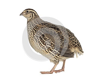 Japanese Wild Quail isolated on white