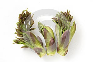 Japanese wild vegetables, cod bud