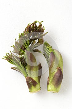 Japanese wild vegetables, cod bud