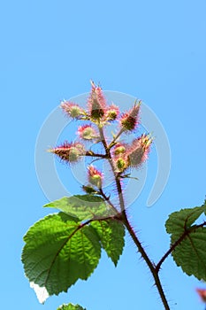 Japanese wineberry in blue sky