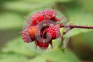 Japanese wineberry or Rubus phoenicolasius fully ripe raspberry fruit with red thorny branches