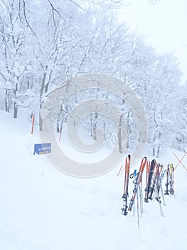 Japanese Winter Scene in Zao