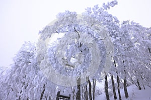 Japanese Winter Scene at Zao Zaoonsen Yamagata