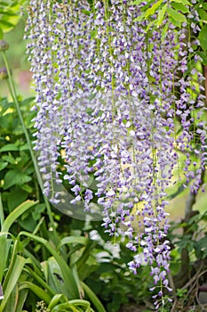 Japanese Wisteria floribunda Lawrence, racemes of pale blue violet flowers