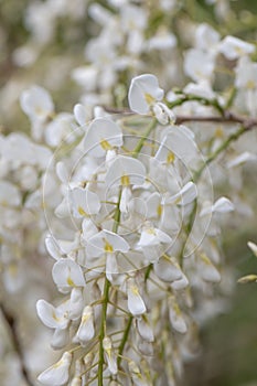 Japanese wisteria, Wisteria floribunda Kimono, close-up flowering white with a blue eye