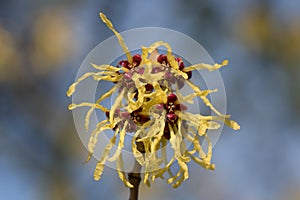 Japanese witch-hazel, Hamamelis japonica Zuccariniana, close-up of flowers