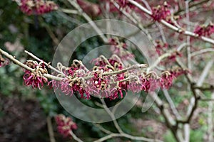 Japanese Witchhazel Hamamelis japonica Tsukubana-kurenai cherry-red flowers