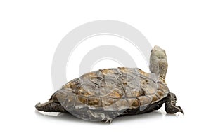 Japanese wood turtle