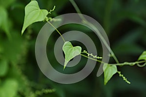 Japanese yam  Dioscorea japonica  flowers and leaves.