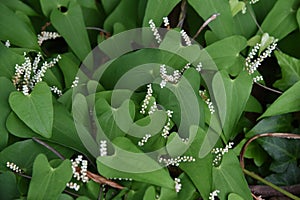 Japanese yam Dioscorea japonica male flowers