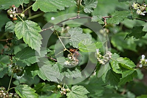 A Japanese yellow hornet resting on the branch. Kyoto Japan