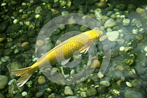A Japanese yellow koi carp swims leisurely in the pond.