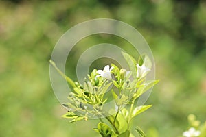 Japanese yellowish flower or Murraya paniculata