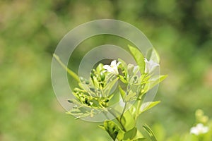 Japanese yellowish white flowers bloom in the yard of the house