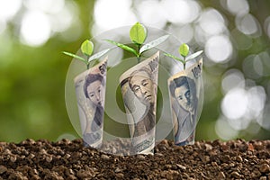 Japanese yen banknotes with plant growing on top for business, saving, growth, economic concept