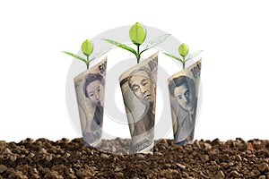 Japanese yen banknotes with plant growing on top for business, saving, growth, economic concept