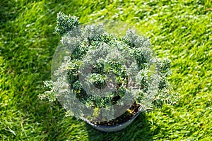 Japanese yew berry dwarf shrub are in black plastic pot in the garden, ready for planting. Gardening background photo with soft