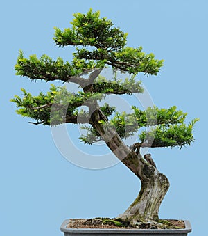 Japanese Yew bonsai photo