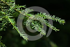 Japanese yew (Taxus cuspidate)