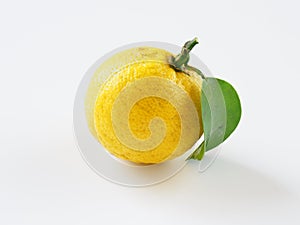 Yuzu placed on a white background