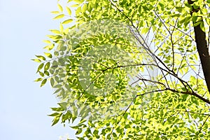 Japanese zelkova ( Zelkova serrata ) tree and fresh green leaves.