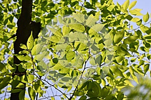 Japanese zelkova ( Zelkova serrata ) tree and fresh green leaves.