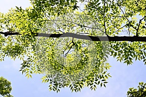 Japanese zelkova ( Zelkova serrata ) tree and fresh green leaves.