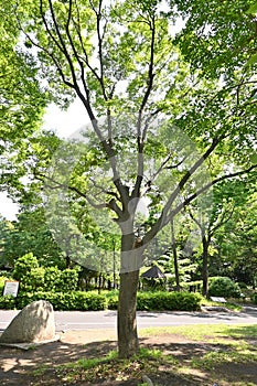 Japanese zelkova ( Zelkova serrata ) tree and fresh green leaves.