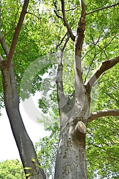 Japanese zelkova ( Zelkova serrata ) tree and fresh green leaves.