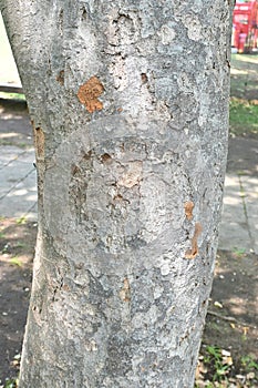 Japanese zelkova ( Zelkova serrata ) tree and fresh green leaves.