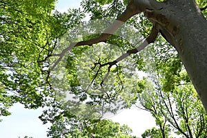Japanese zelkova ( Zelkova serrata ) tree and fresh green leaves.