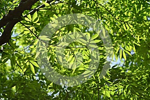 Japanese zelkova ( Zelkova serrata ) tree and fresh green leaves.