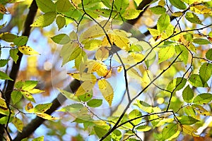 Japanese zelkova (Zelkova serrata) yellow leaves. Ulmaceae deciduous tree.